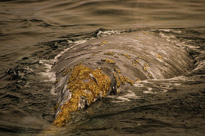 Gray Whale Journey: 10-Hour Tour with 3 Hours of Whale Watching - Puerto Chale to Bahía Almejas: why this part of Magdalena Bay matters