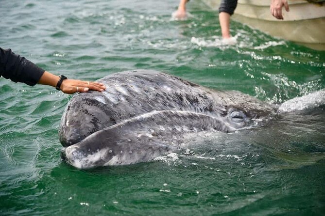 Gray Whale Watching Expedition at Magdalena Bay - Key things that make this whale watch work