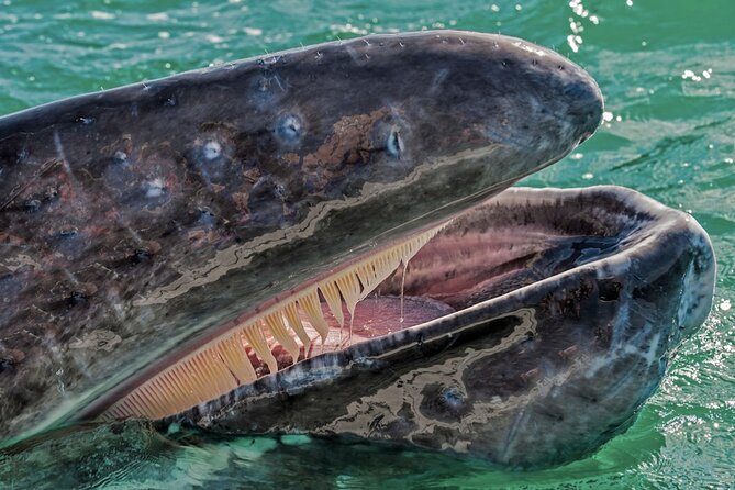 Gray Whale Watching Expedition at Magdalena Bay - Why Magdalena Bay gray whale time feels so immediate