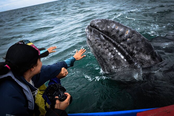 Gray Whale Watching Expedition at Magdalena Bay - How the captain picks the whale search zone in Bahía Magdalena and Almejas