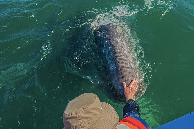 Gray Whale Watching Expedition at Magdalena Bay - What happens during your two hours on the water
