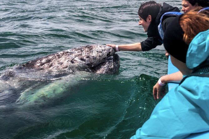 Gray Whale Watching Expedition at Magdalena Bay - Wildlife beyond gray whales: dolphins and sea birds near mangroves and dunes