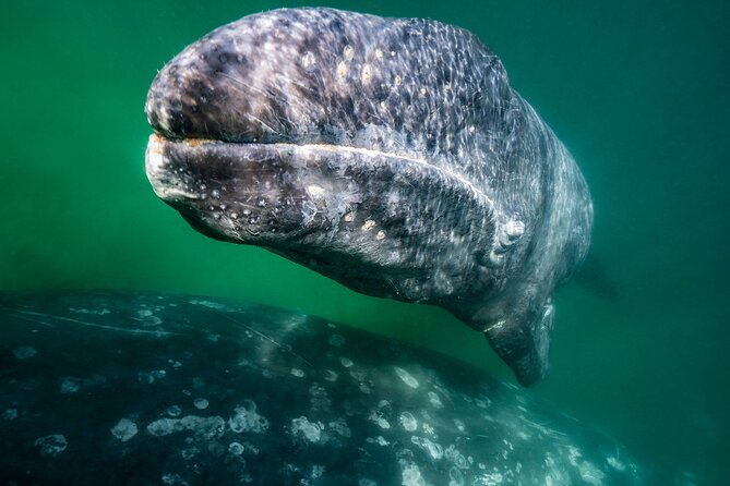 Gray Whale Watching Expedition at Magdalena Bay - English guidance and the role of Juan Carlos on the boat