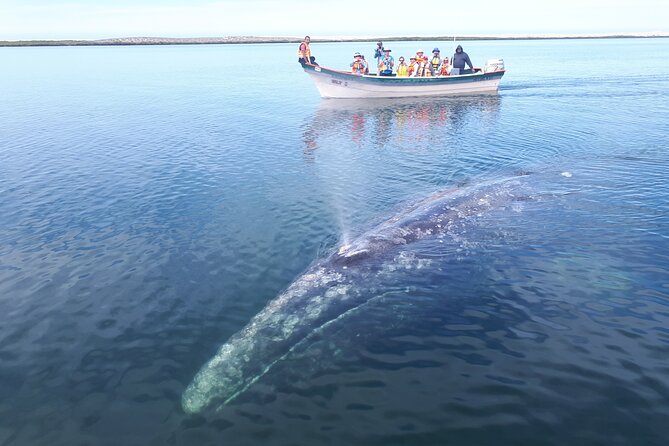 Gray Whale Watching Expedition at Magdalena Bay - Price and value check: is $179.12 a good deal?