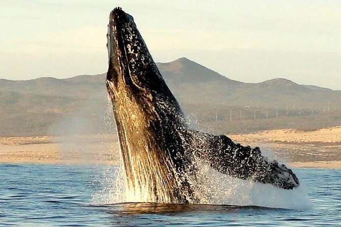 Gray Whale Watching Tour at Lopez Mateos - Key highlights to know before you go