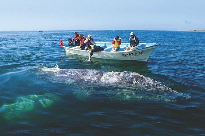 Gray Whale Watching Tour at Lopez Mateos - Group Size of Up to 20: Why It Makes Whale Watching Feel Personal