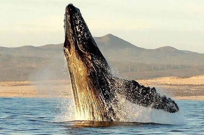 Gray Whale Watching Tour at Lopez Mateos - Wildlife Reality Check: Good Weather Matters, and So Does Your Expectations