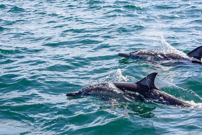 Gray Whale Watching Tour at Lopez Mateos - What to Bring and How to Prepare (Without Overthinking It)