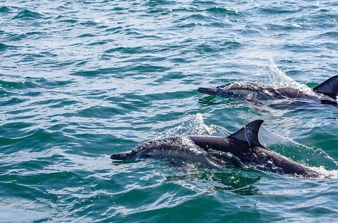 Gray Whale Watching Tour at Lopez Mateos - Should You Book This Gray Whale Watching Tour With Wild Loreto?