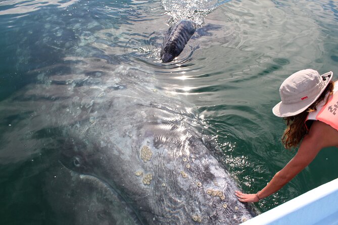 Gray Whale Watching Tour with Marine Biologist and Small Group - Key Things You’ll Notice Right Away