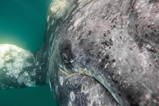 Gray Whale Watching Tour with Marine Biologist and Small Group - Gray Whales in Baja: What This Trip Really Targets