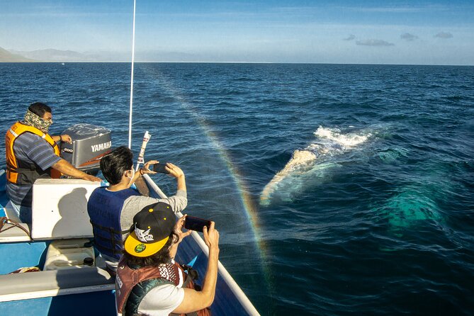Gray Whale Watching Tour with Marine Biologist and Small Group - Your Small-Group Advantage: Max Six People on the Boat