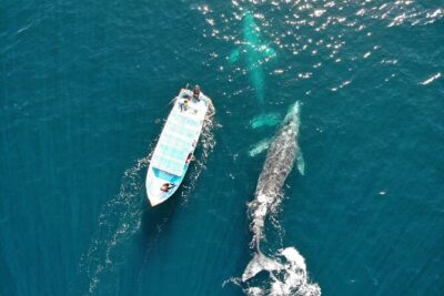 Gray Whale Watching Tour with Marine Biologist and Small Group - The Full Day Flow: Pickup, Drive, and Puerto Chale Timing