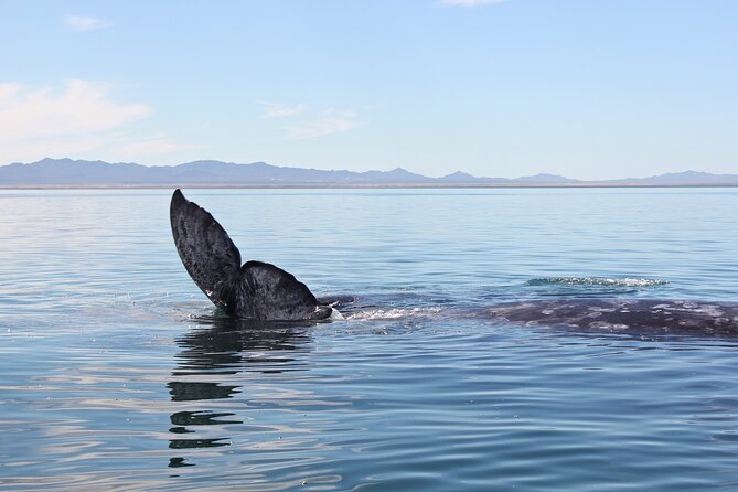 Gray Whale Watching Tour with Marine Biologist and Small Group - Marine Biologist Guide: What You Learn While You Watch