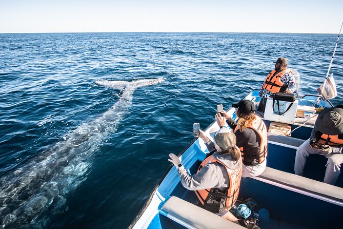 Gray Whale Watching Tour with Marine Biologist and Small Group - Ethical Viewing: The Eco-Conscious Part That Changes Everything