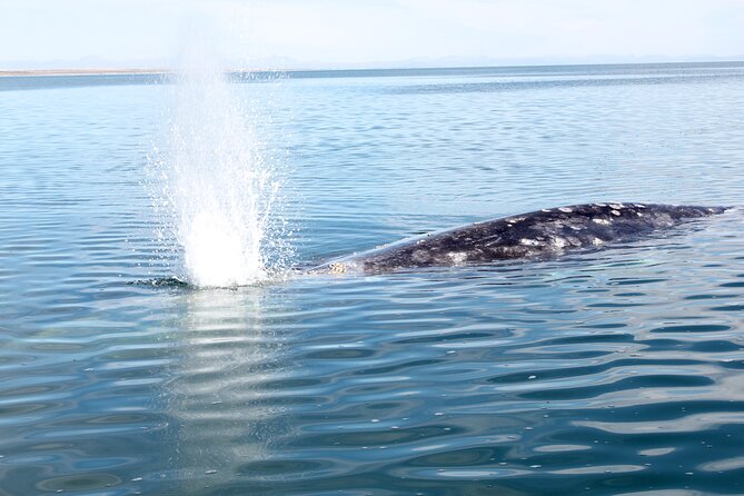 Gray Whale Watching Tour with Marine Biologist and Small Group - How the Boat Time Works: Spotting, Timing, and Photos