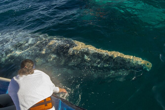 Gray Whale Watching Tour with Marine Biologist and Small Group - Lunch in Puerto Chale: More Than a Meal Break