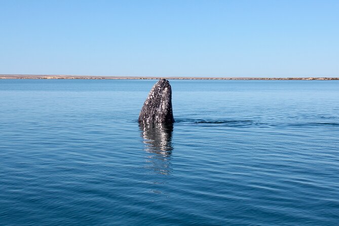 Gray Whale Watching Tour with Marine Biologist and Small Group - Weather, Season, and the Good-Weather Requirement