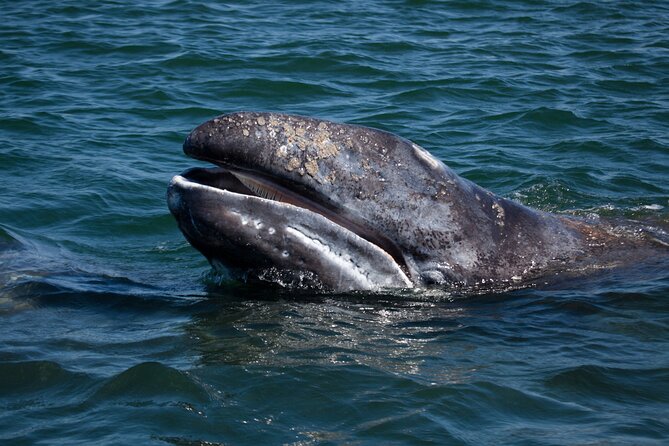 Gray Whales Watching in Magdalena Bay - Gray Whales in Magdalena Bay: what you’re really hunting for