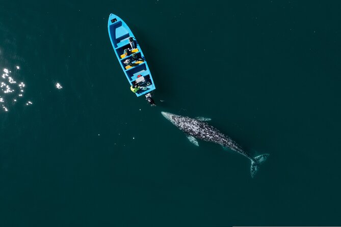 Gray Whales Watching in Magdalena Bay - The panga boat ride: comfort, visibility, and respectful viewing