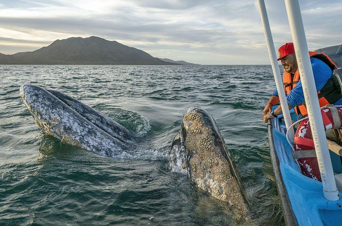 Gray Whales Watching in Magdalena Bay - Marine biologist guide Hamza: turning sightings into real learning