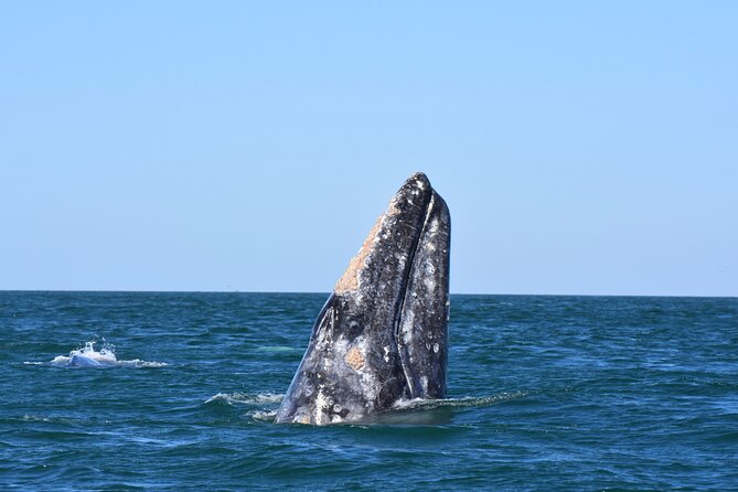 Gray Whales Watching in Magdalena Bay - Price and value: what $232.85 covers in a full La Paz whale day