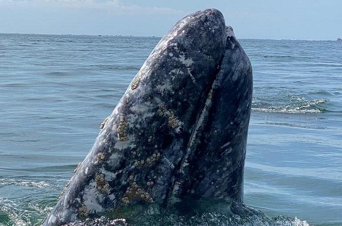 Gray Whales Watching in Magdalena Bay - Timing and weather: how to plan around a nature day