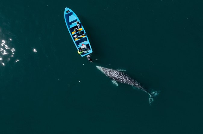 Gray Whales Watching in Magdalena Bay - Who this tour suits best in Baja