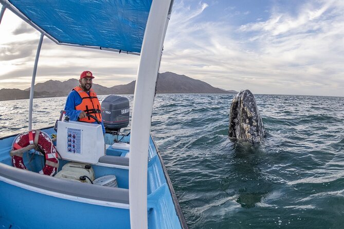 Gray Whales Watching in Magdalena Bay - Getting there from La Paz: the 7:30 a.m. start and the road time
