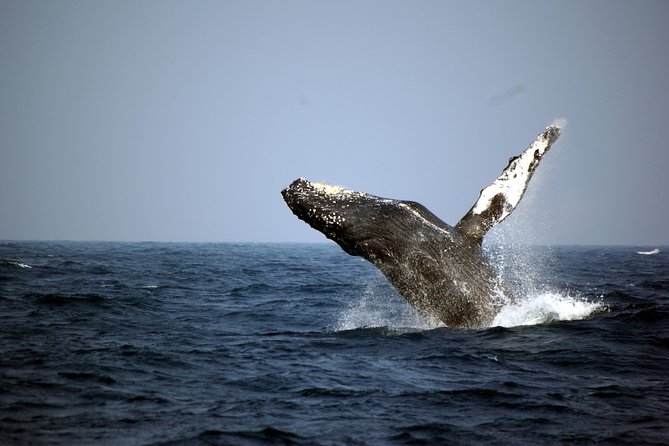Great Whale Watching at Kerama Islands and Zamami Island - Key Highlights You Can Actually Use