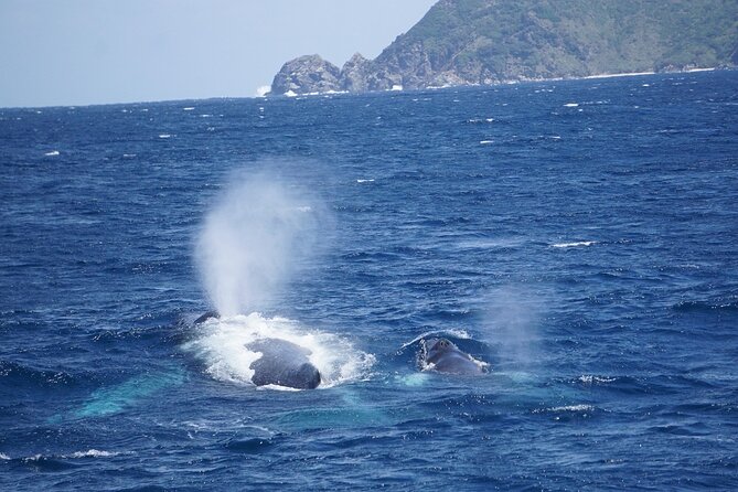 Great Whale Watching at Kerama Islands and Zamami Island - Getting to the Point From Zamami Port