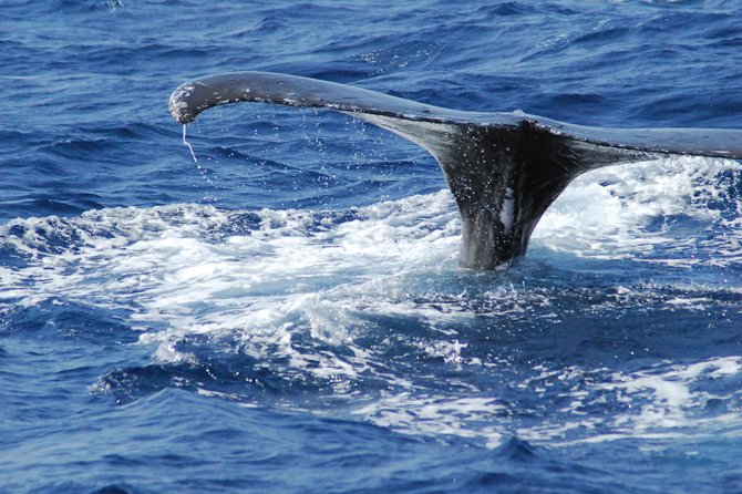 Great Whale Watching at Kerama Islands and Zamami Island - What It Feels Like on Board: Toilet, Drinks, Binos, Blanket