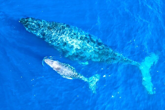 Great Whale Watching at Kerama Islands and Zamami Island - Price and Value: What You’re Paying For (And What You Aren’t)