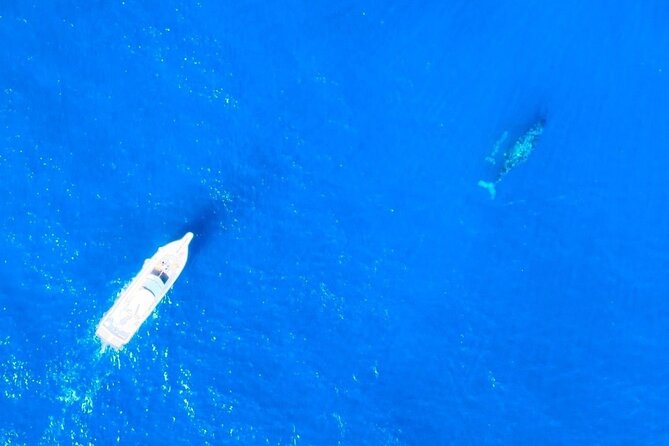 Great Whale Watching at Kerama Islands and Zamami Island - Pair It With Kayak or Snorkel for a Full Day