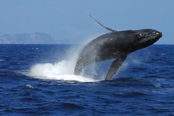Great Whale Watching at Kerama Islands and Zamami Island - The Fast Whale-Spotting System: Search Decks to Your Boat