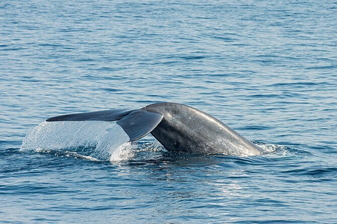 Great Whales Education Programe Dolphins and Whales are in SL - Key Points You’ll Care About