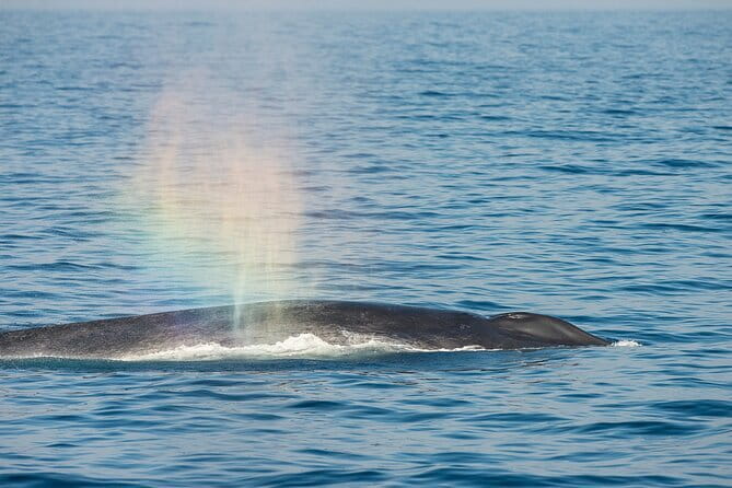 Great Whales Education Programe Dolphins and Whales are in SL - A 1-Hour Program That Makes Whale Watching Make Sense