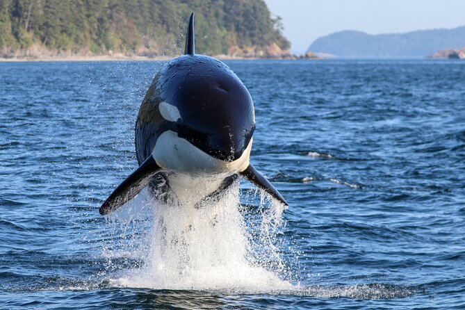Guaranteed Whale Watch Tour from Anacortes - Key things that make this whale watch tick