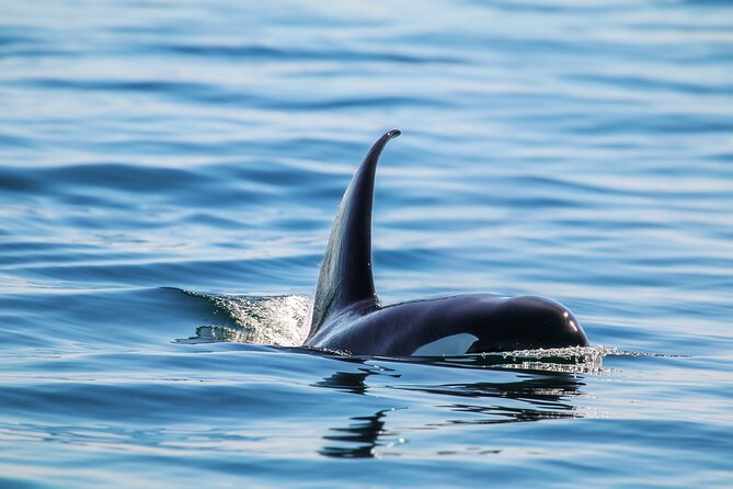 Guaranteed Whale Watch Tour from Anacortes - What whales you can realistically expect in the Salish Sea