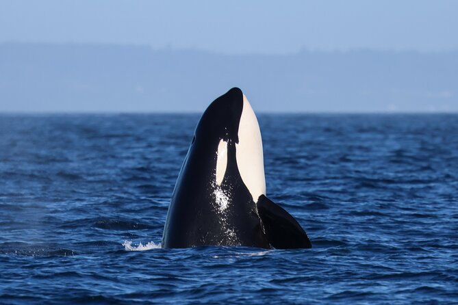 Guaranteed Whale Watch Tour from Anacortes - Who should book this whale watch from Anacortes