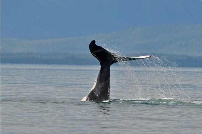 Guaranteed Whale Watching Adventure - Key highlights you should care about