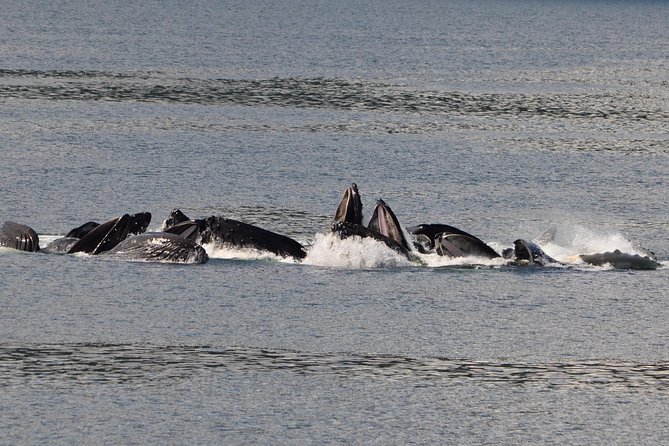 Guaranteed Whale Watching Adventure - Why this whale cruise works: Icy Strait’s “wildlife pipeline”