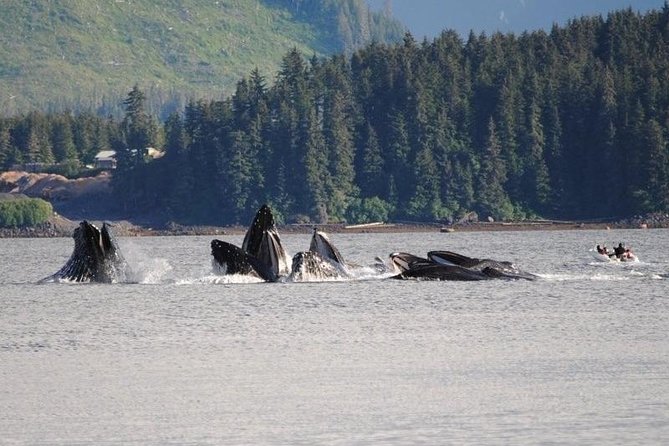 Guaranteed Whale Watching Adventure - What you might see besides whales (and why it adds value)