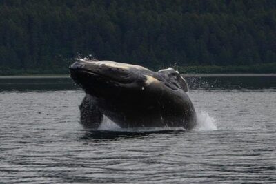 Guaranteed Whale Watching Adventure - The big promise: guaranteed whale sightings at Icy Strait & Point Adolphus