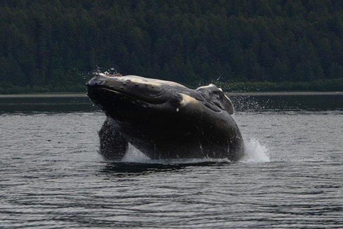 Guaranteed Whale Watching Adventure - The big promise: guaranteed whale sightings at Icy Strait & Point Adolphus