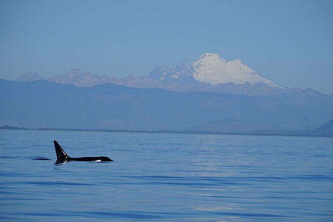 Guaranteed Whale Watching Tour - Whale watching that actually feels local in the San Juan Islands