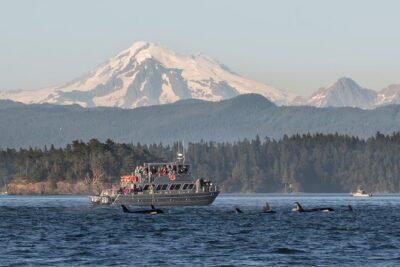 Guaranteed Whale Watching Tour - From Orcas Island to wildlife hotspots: how the 3.5-hour trip works