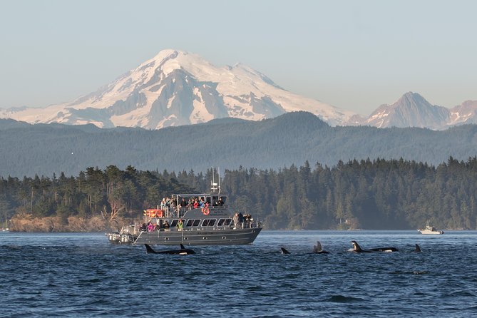 Guaranteed Whale Watching Tour - From Orcas Island to wildlife hotspots: how the 3.5-hour trip works