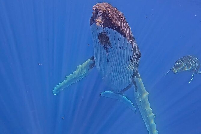 Guided Small Group Whale Watching and Swim Tour Tahiti - Key Highlights You’ll Actually Feel On This Tour