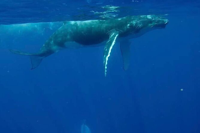 Guided Small Group Whale Watching and Swim Tour Tahiti - The Small-Group Boat Setup (Where Comfort Meets Control)
